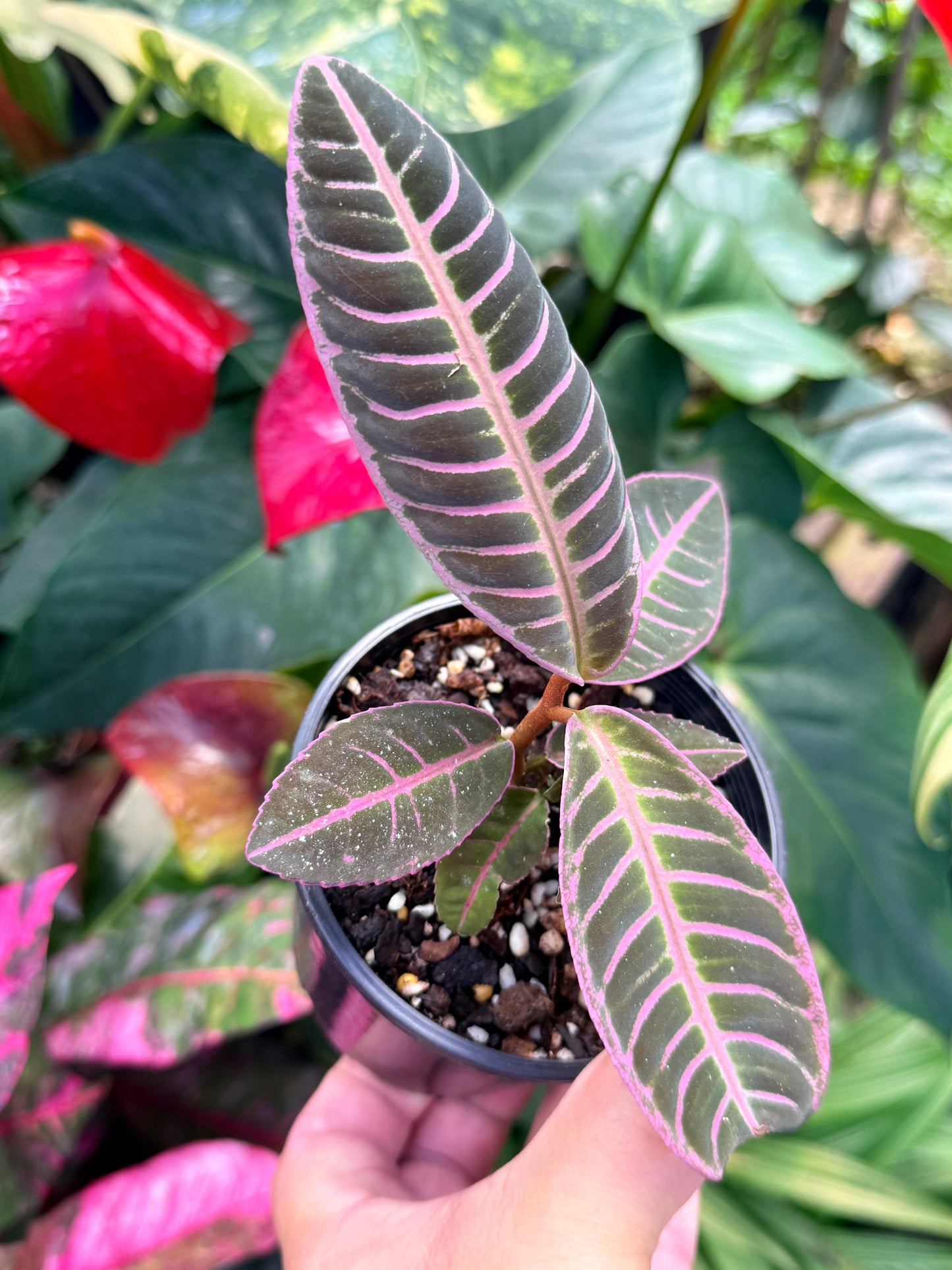Labisia 'Riau Pink' M35