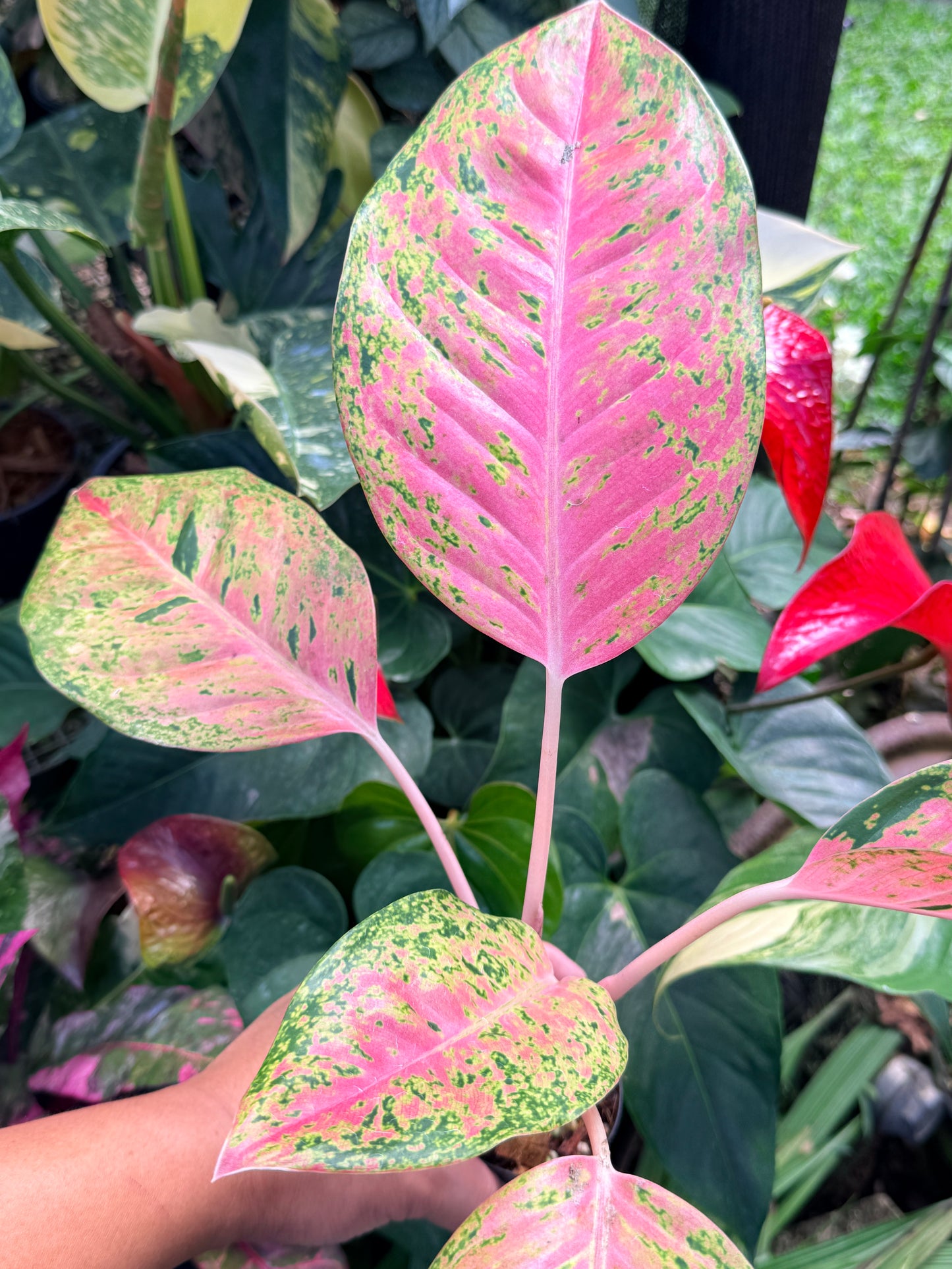Aglaonema 'Rainbow' M36