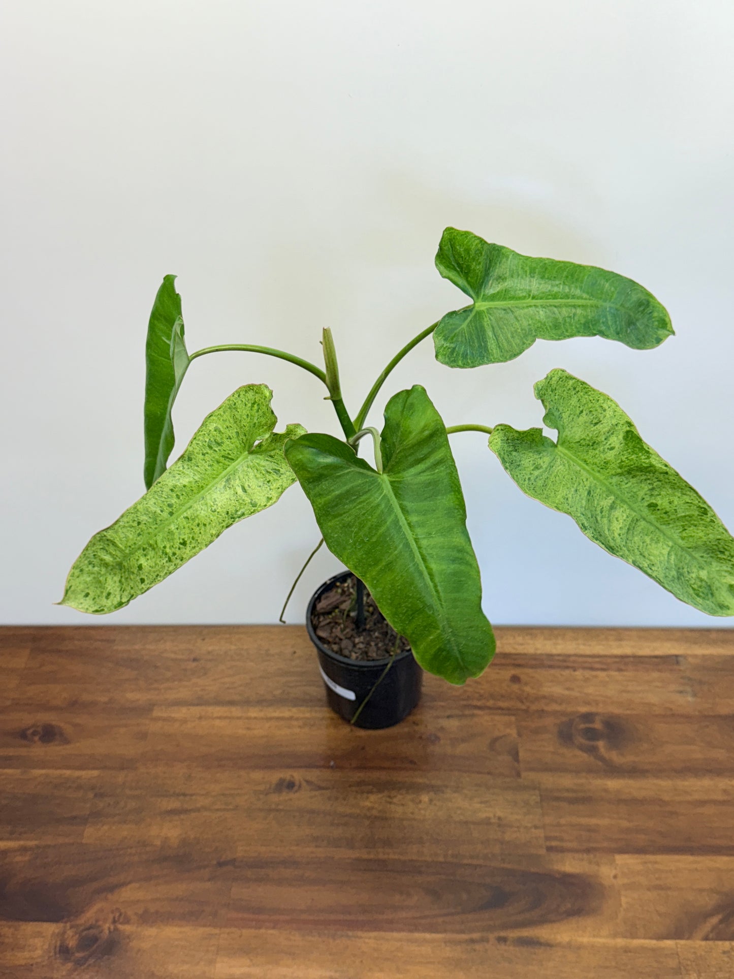 Philodendron Pariso Verde N58