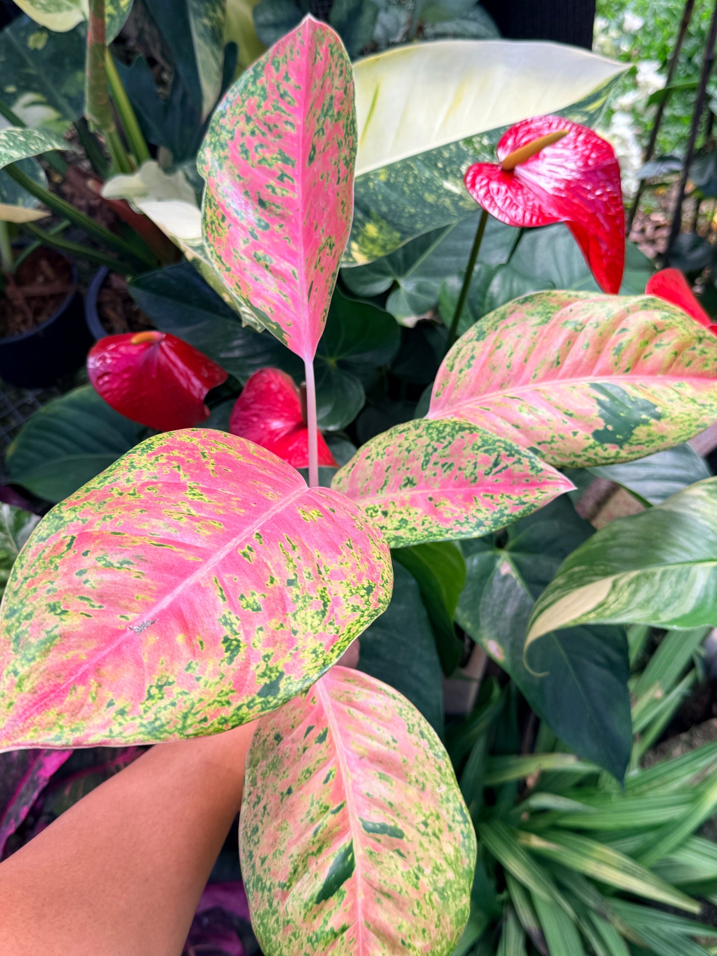 Aglaonema 'Rainbow' M36