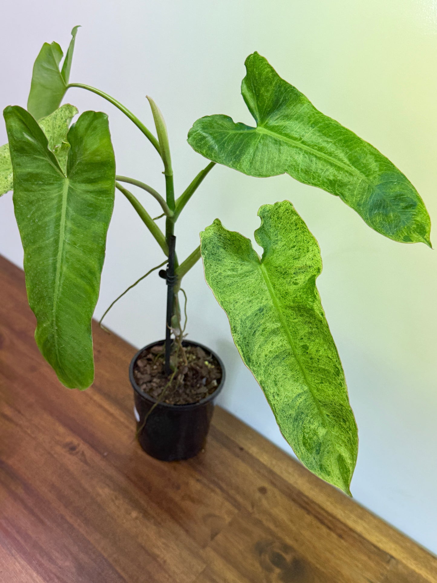 Philodendron Pariso Verde N58