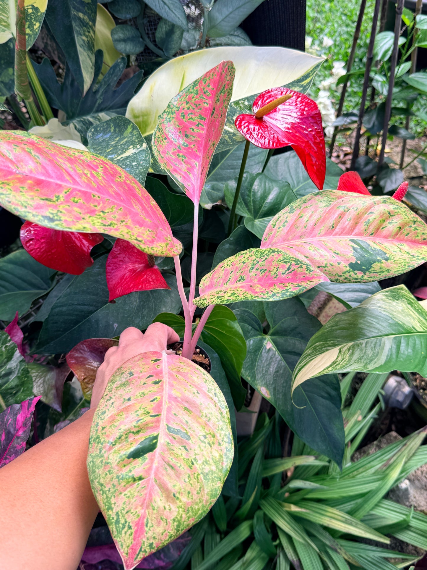 Aglaonema 'Rainbow' M36