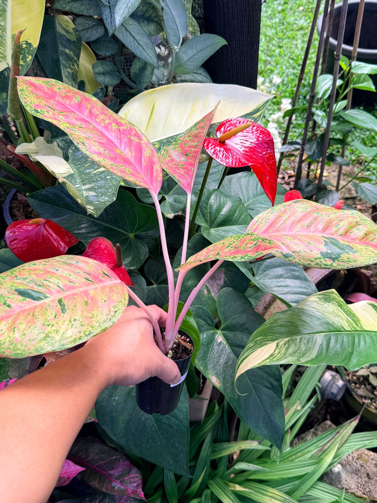 Aglaonema 'Rainbow' M36