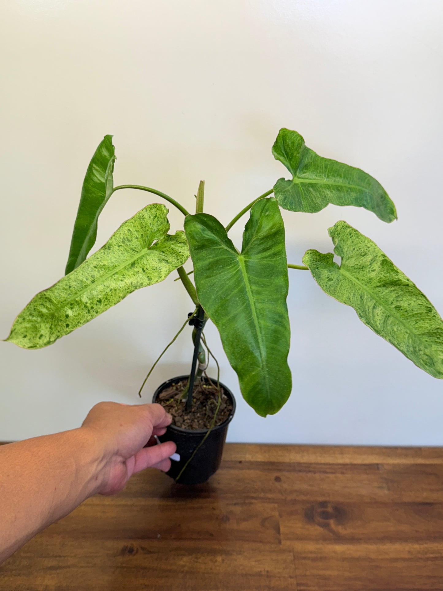 Philodendron Pariso Verde N58