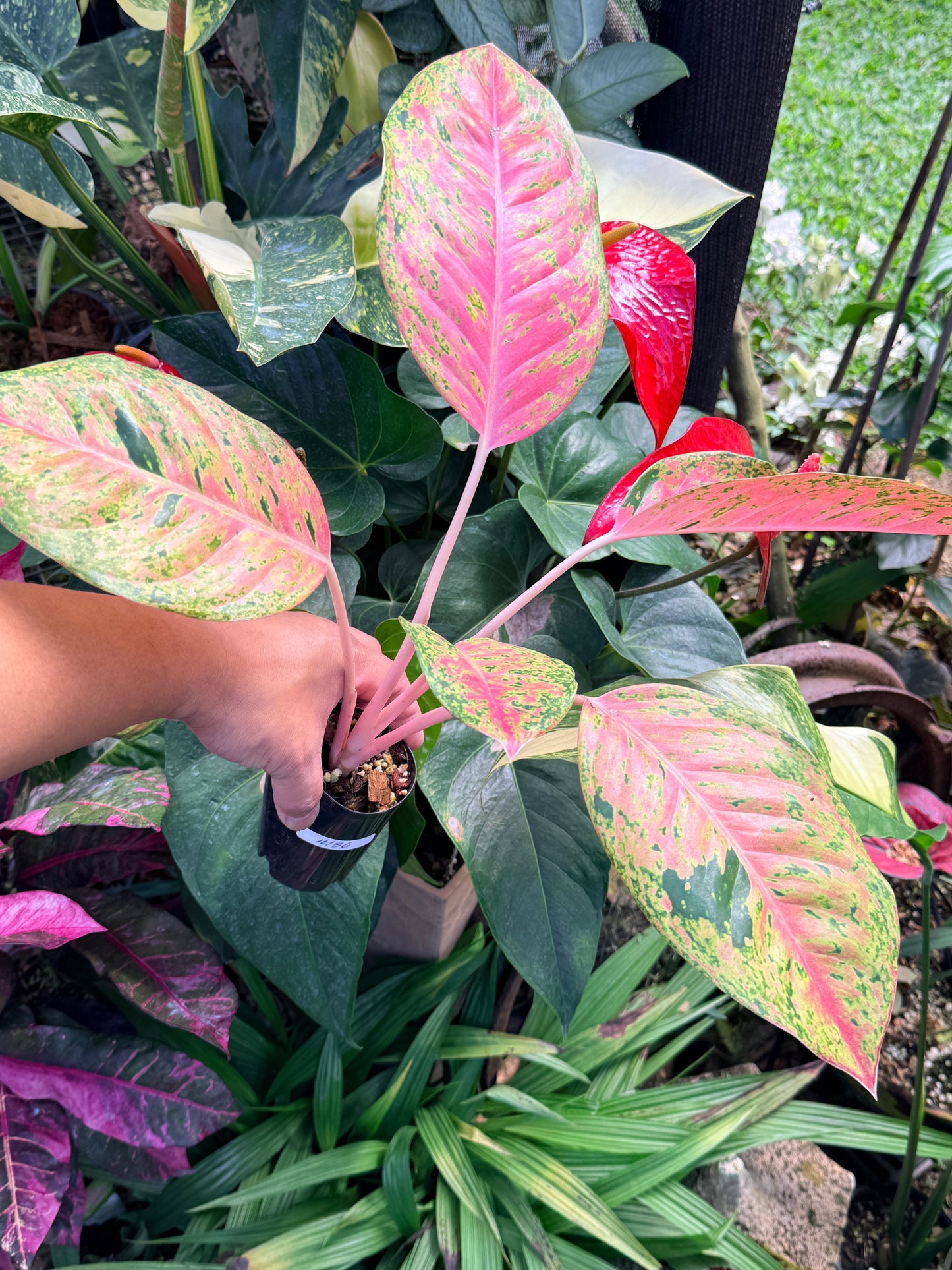 Aglaonema 'Rainbow' M36