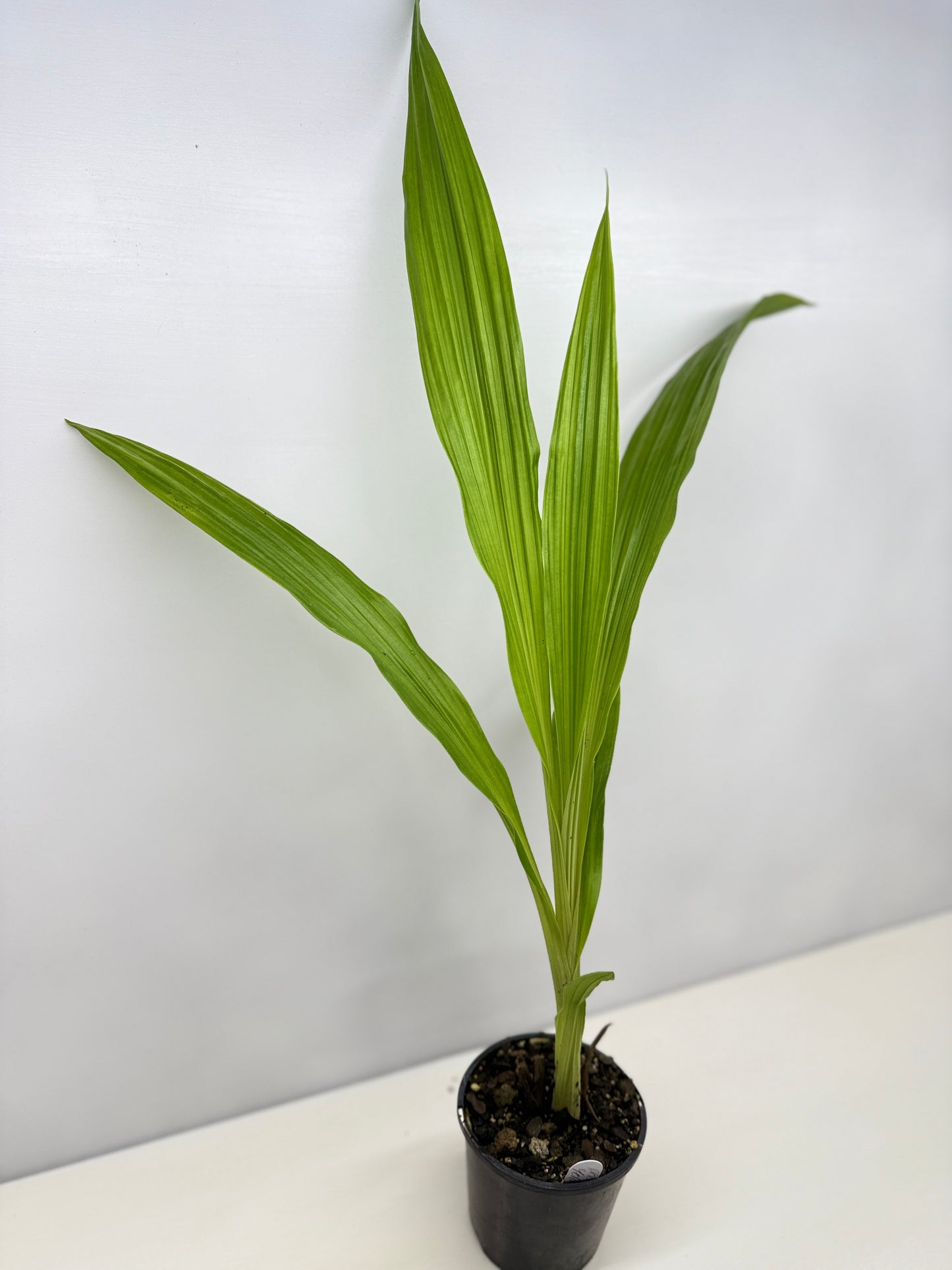 Phaius bernaysii ‘Yellow Swamp Orchid’ - Rarely Offered C21