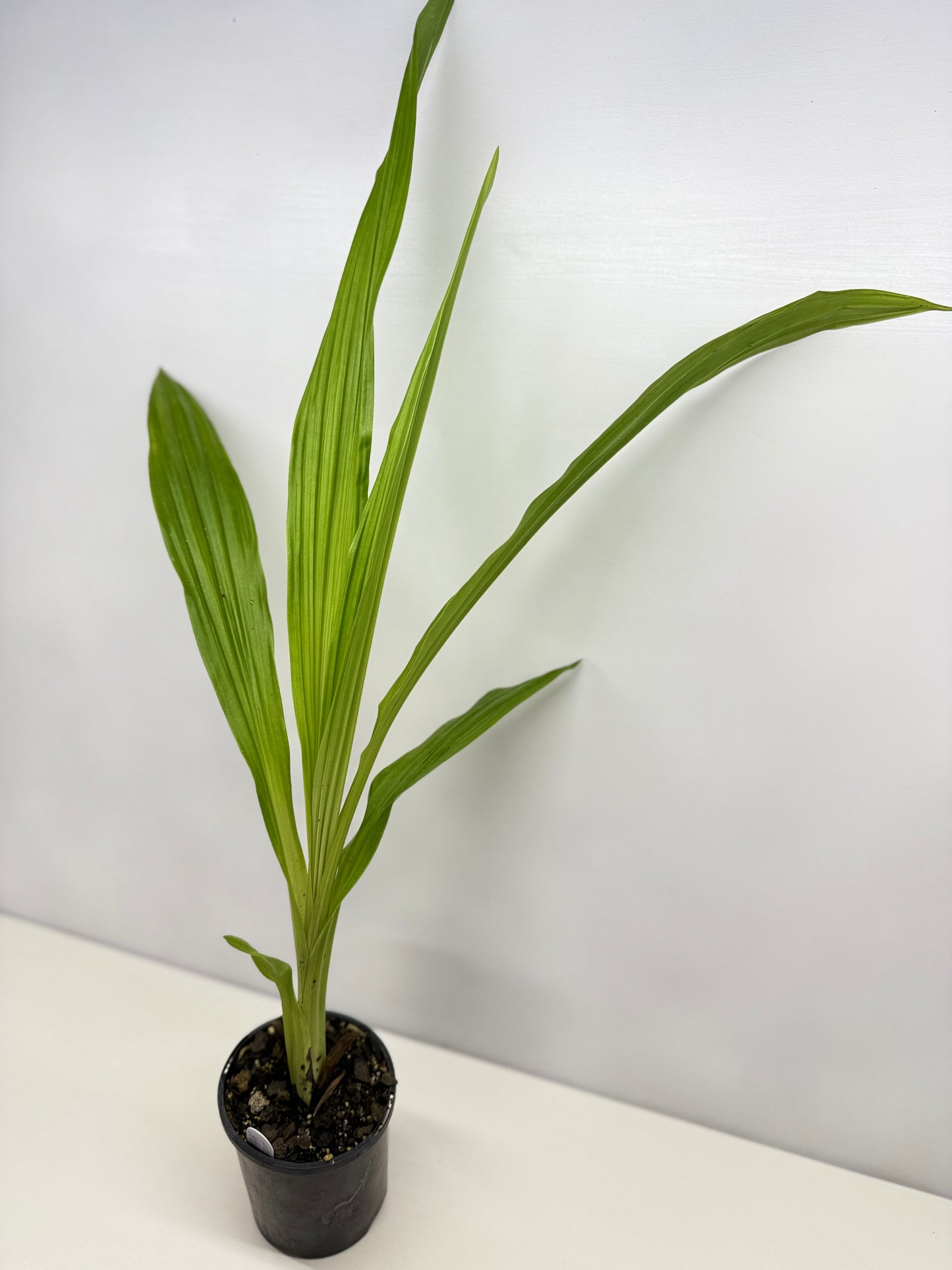 Phaius bernaysii ‘Yellow Swamp Orchid’ - Rarely Offered C21