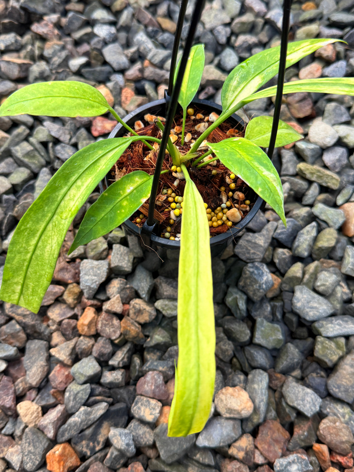Anthurium 'Vittariifolium Variegata' V57