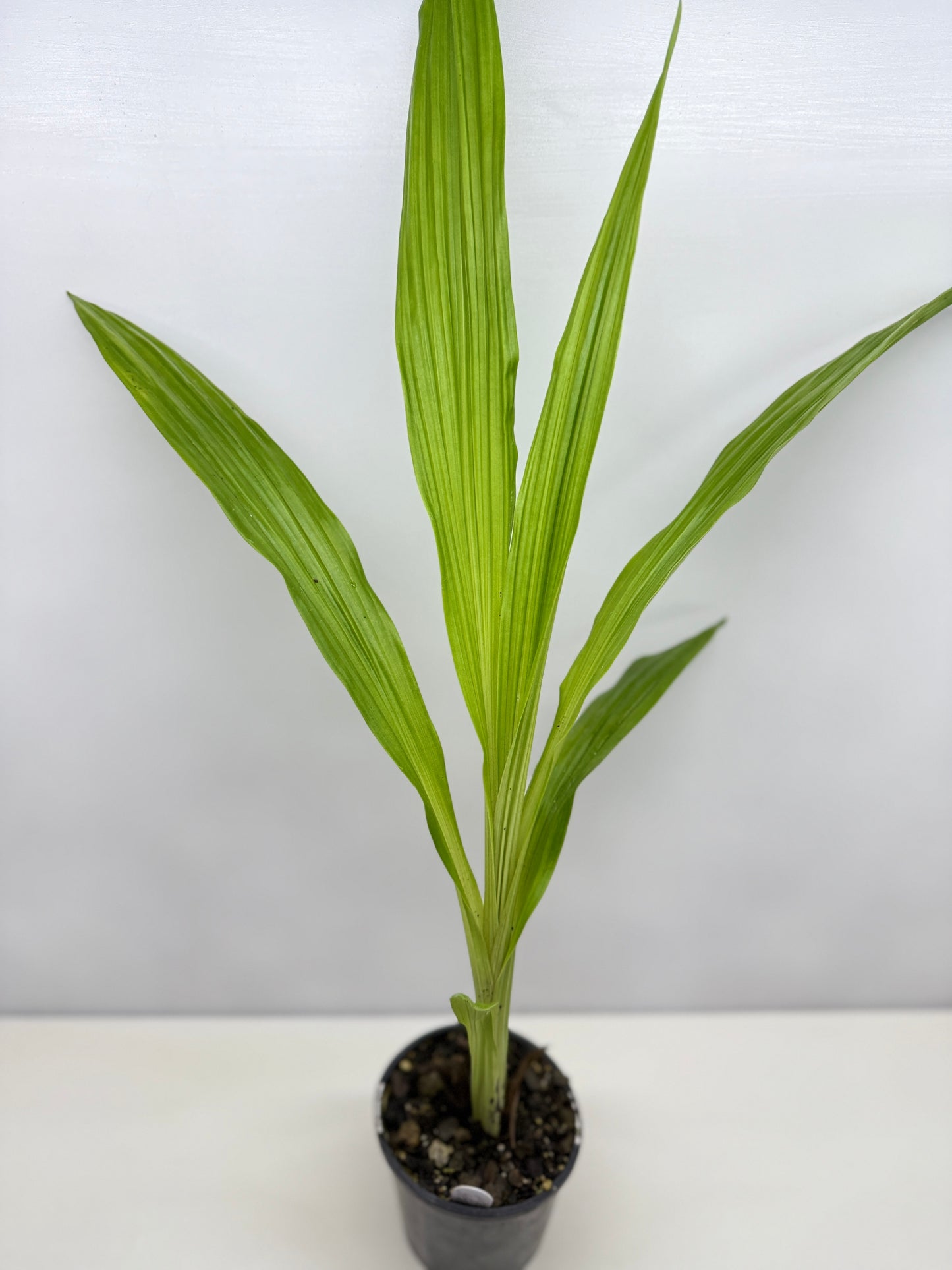 Phaius bernaysii ‘Yellow Swamp Orchid’ - Rarely Offered C21