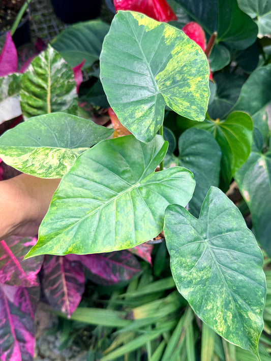 Alocasia gageana 'Aurea Variegated' M38