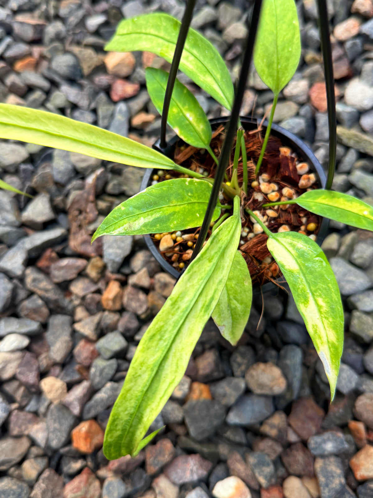 Anthurium 'Vittariifolium Variegata' V57