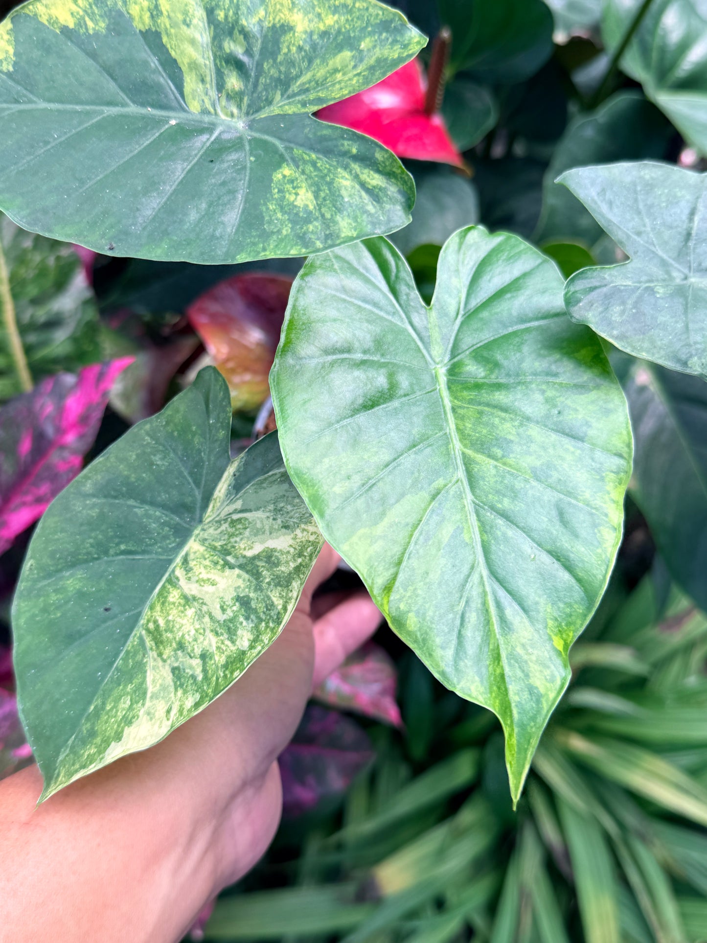 Alocasia gageana 'Aurea Variegated' M38