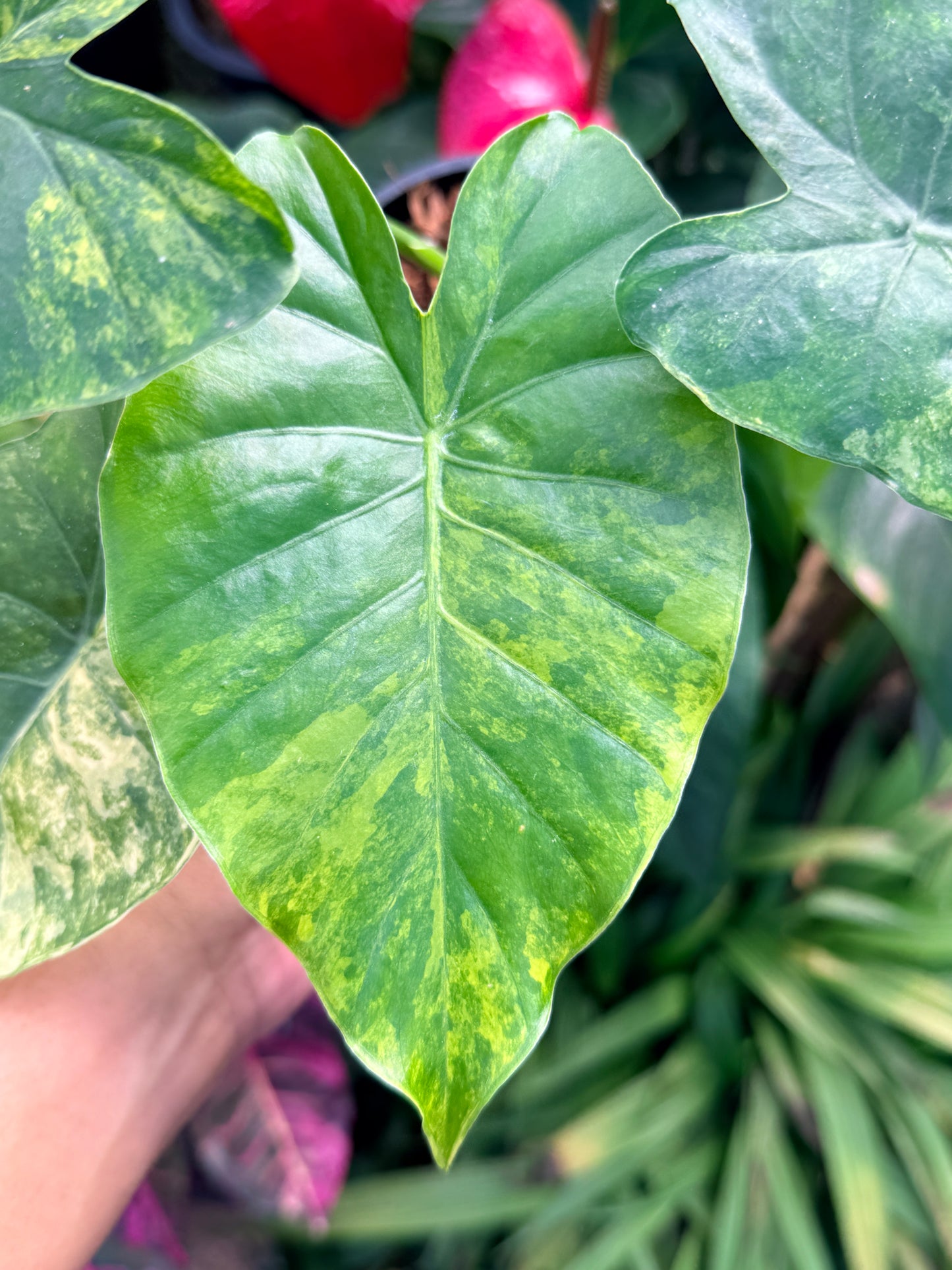 Alocasia gageana 'Aurea Variegated' M38