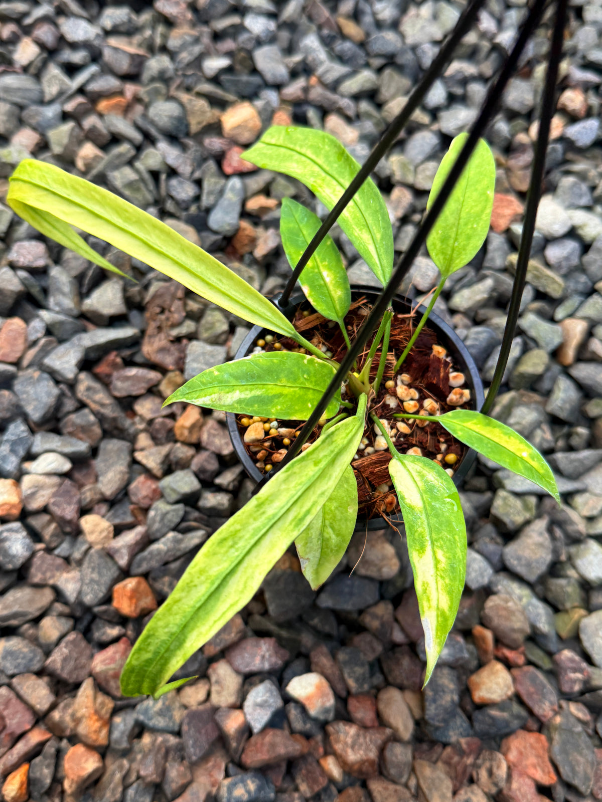 Anthurium 'Vittariifolium Variegata' V57