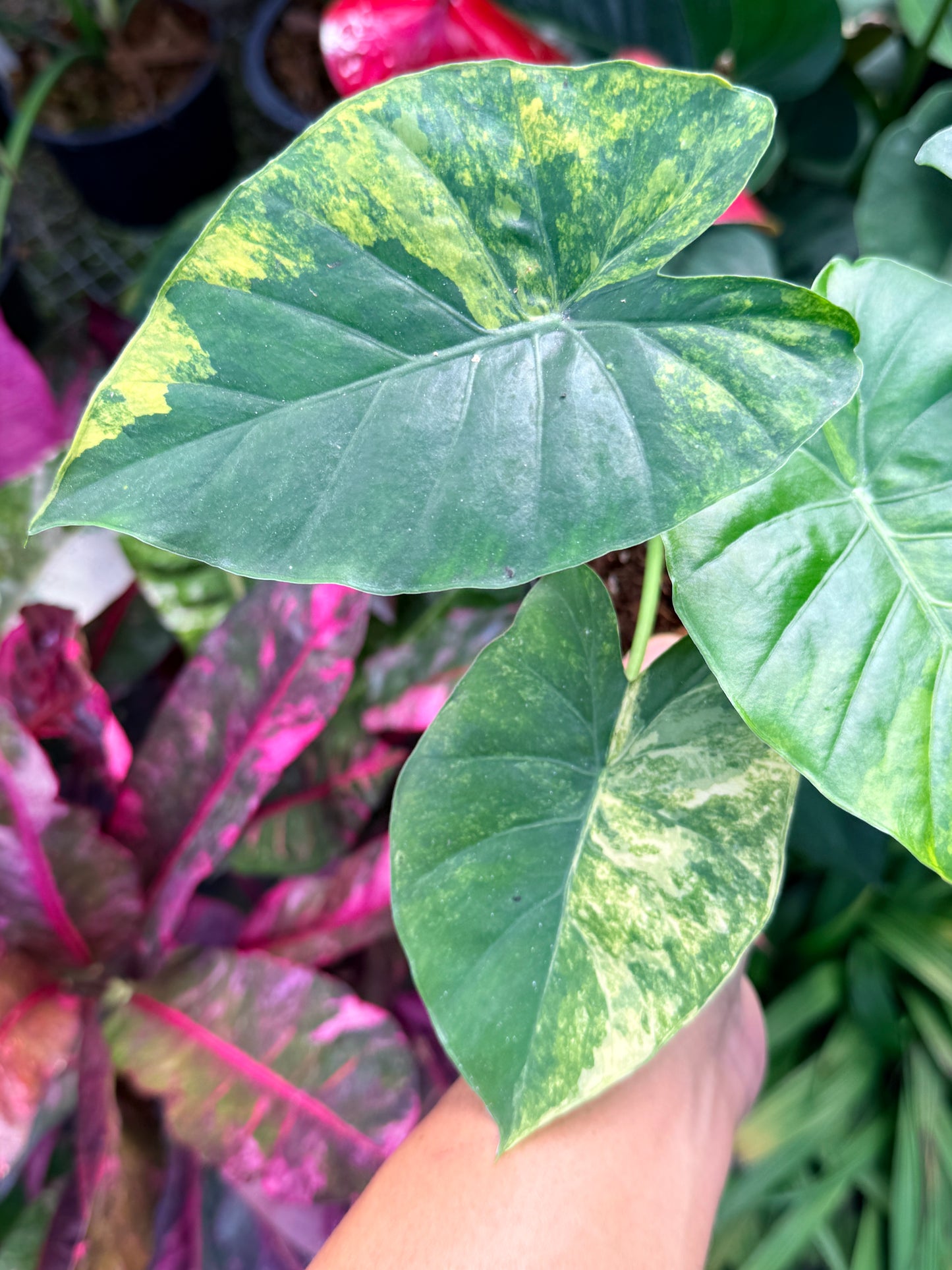 Alocasia gageana 'Aurea Variegated' M38