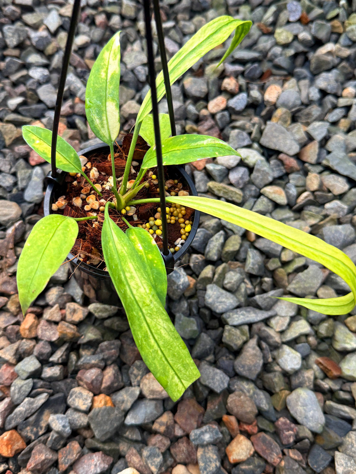 Anthurium 'Vittariifolium Variegata' V57