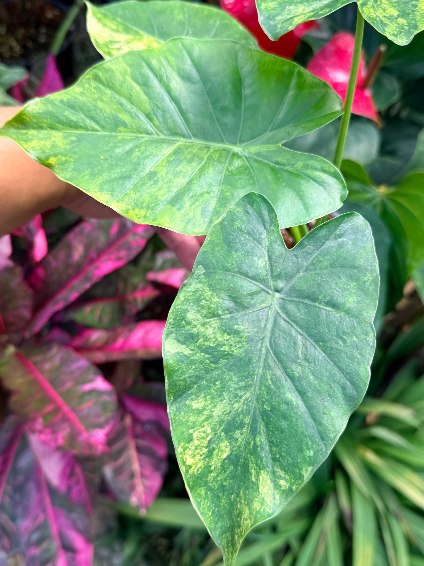 Alocasia gageana 'Aurea Variegated' M38