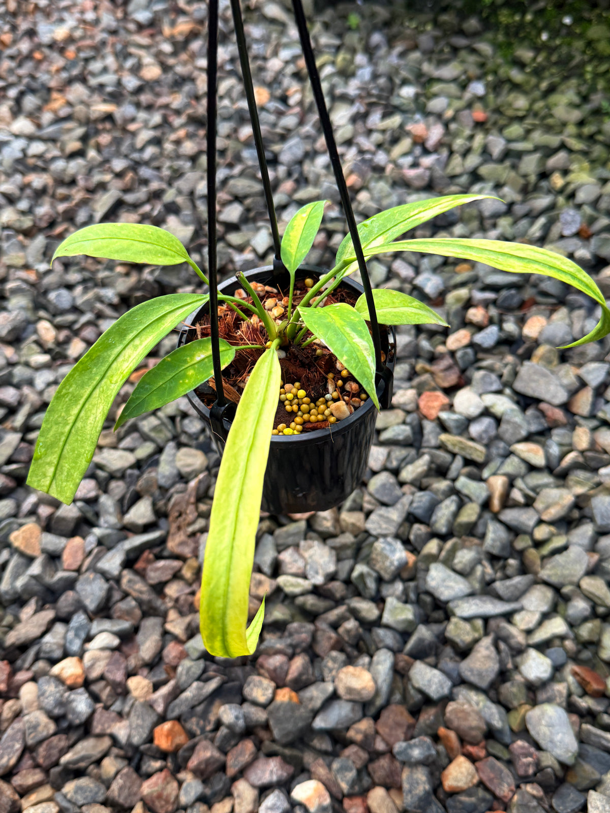 Anthurium 'Vittariifolium Variegata' V57