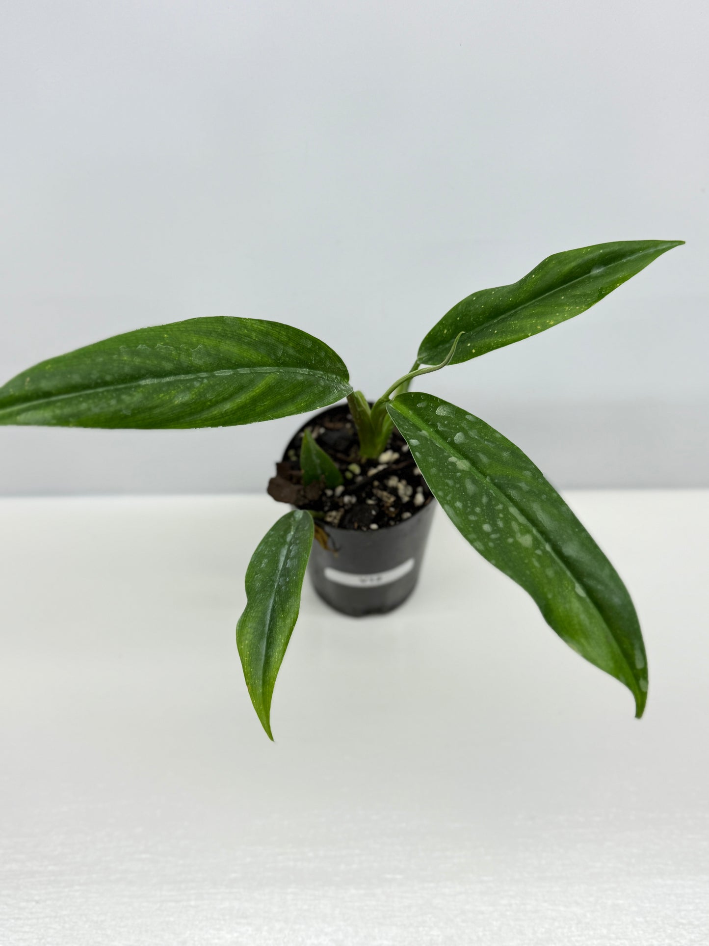 Philodendron barrosoanum V12