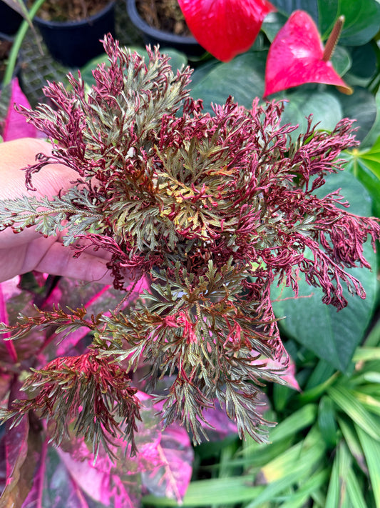 Selaginella 'Club Moss' M37