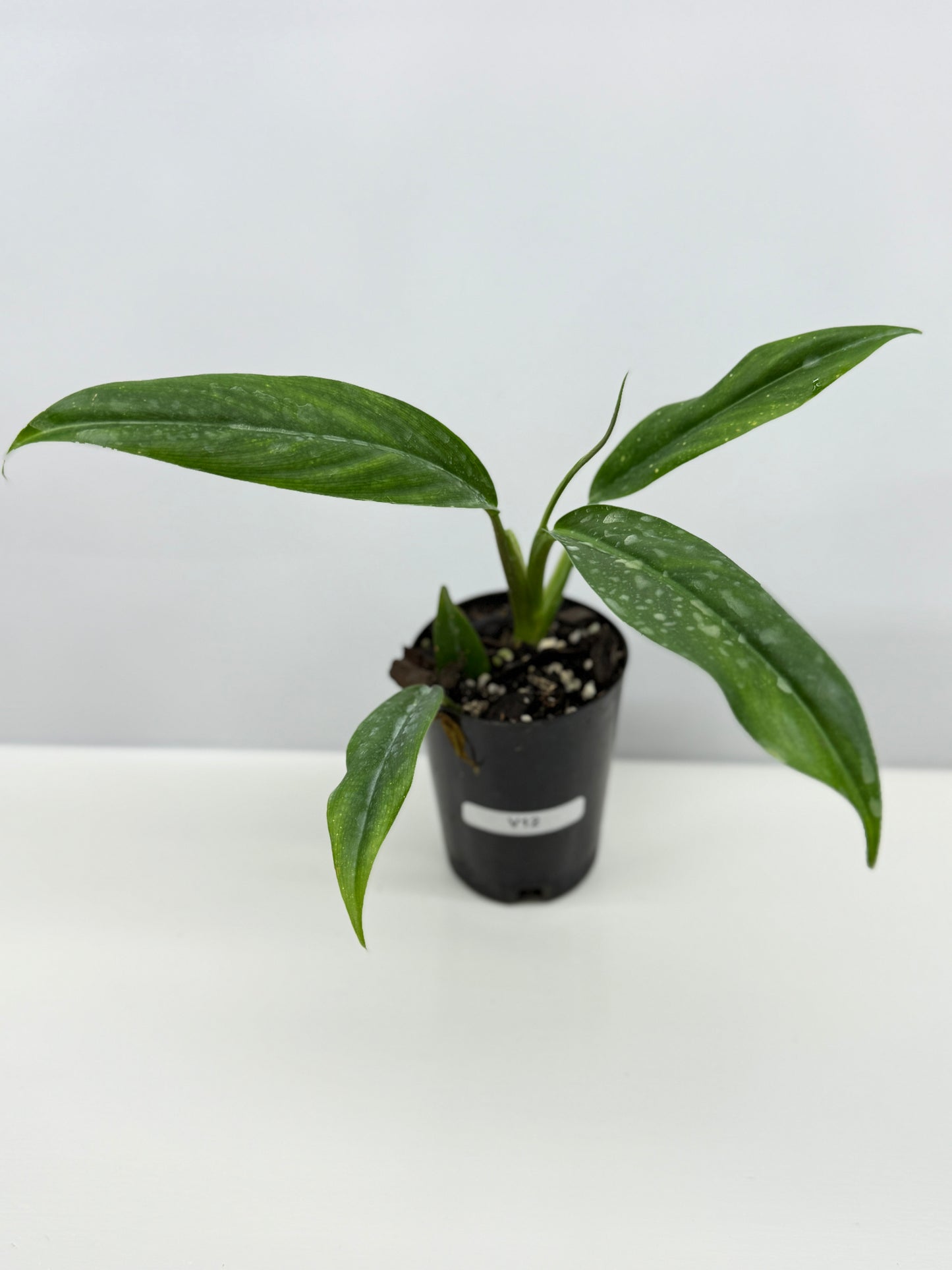 Philodendron barrosoanum V12