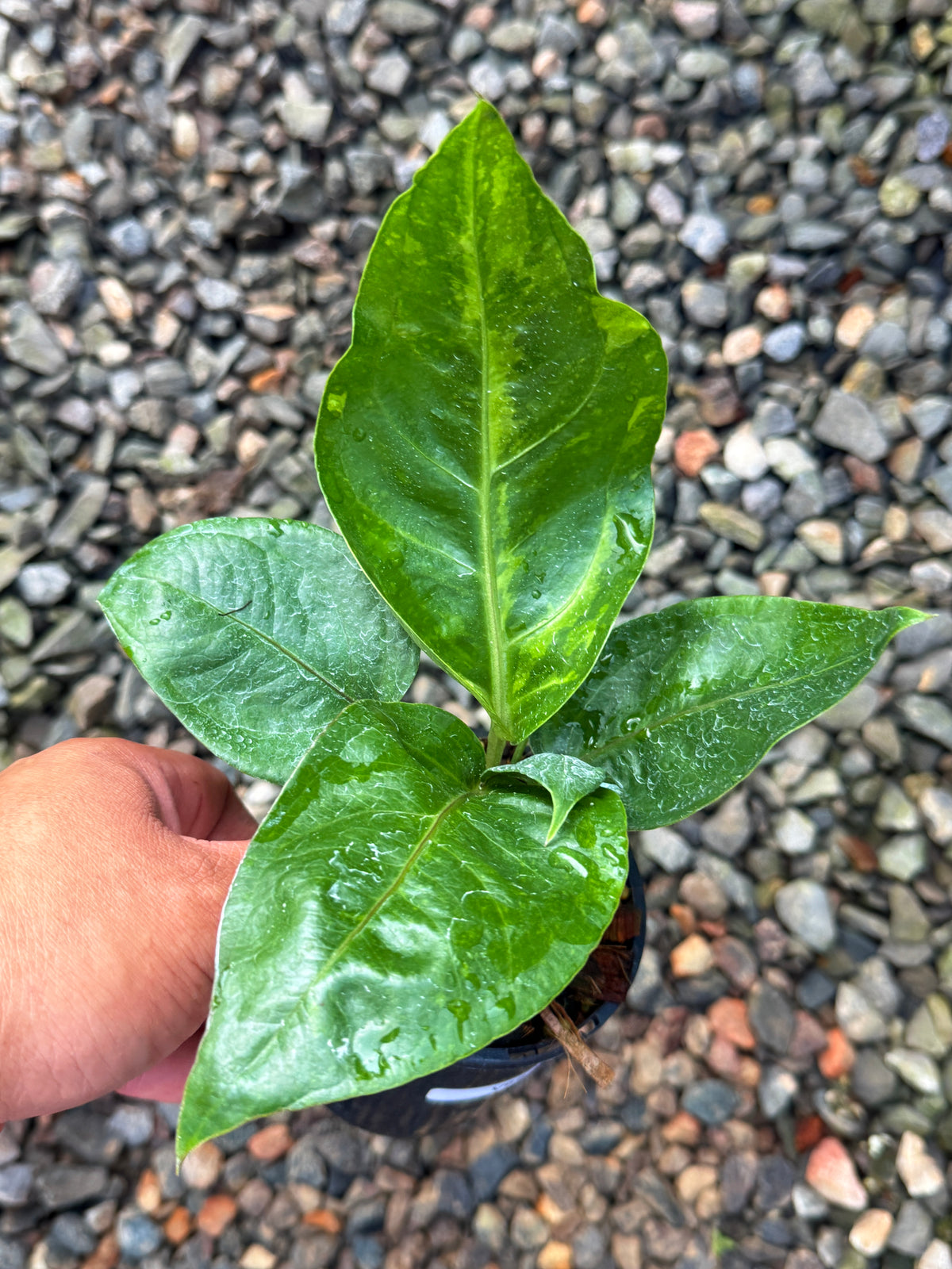 Anthurium Hookeri Variegata No.3 V69