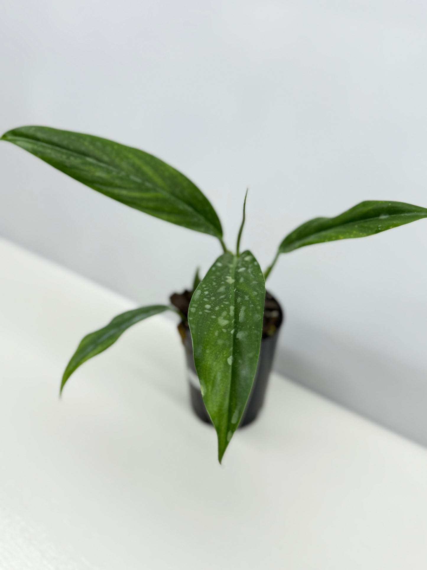 Philodendron barrosoanum V12
