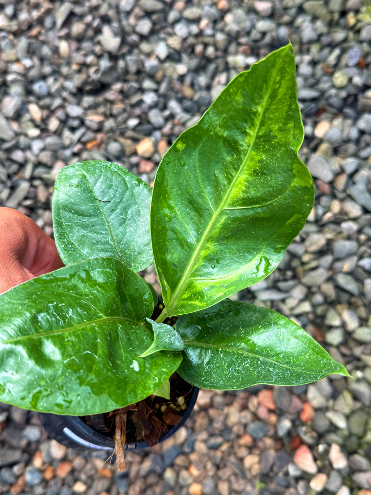 Anthurium Hookeri Variegata No.3 V69