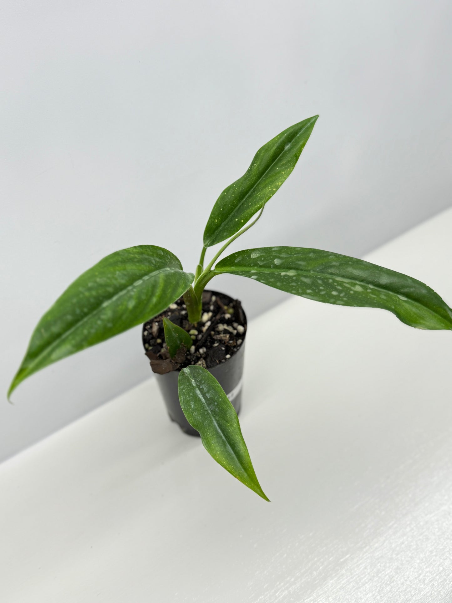Philodendron barrosoanum V12