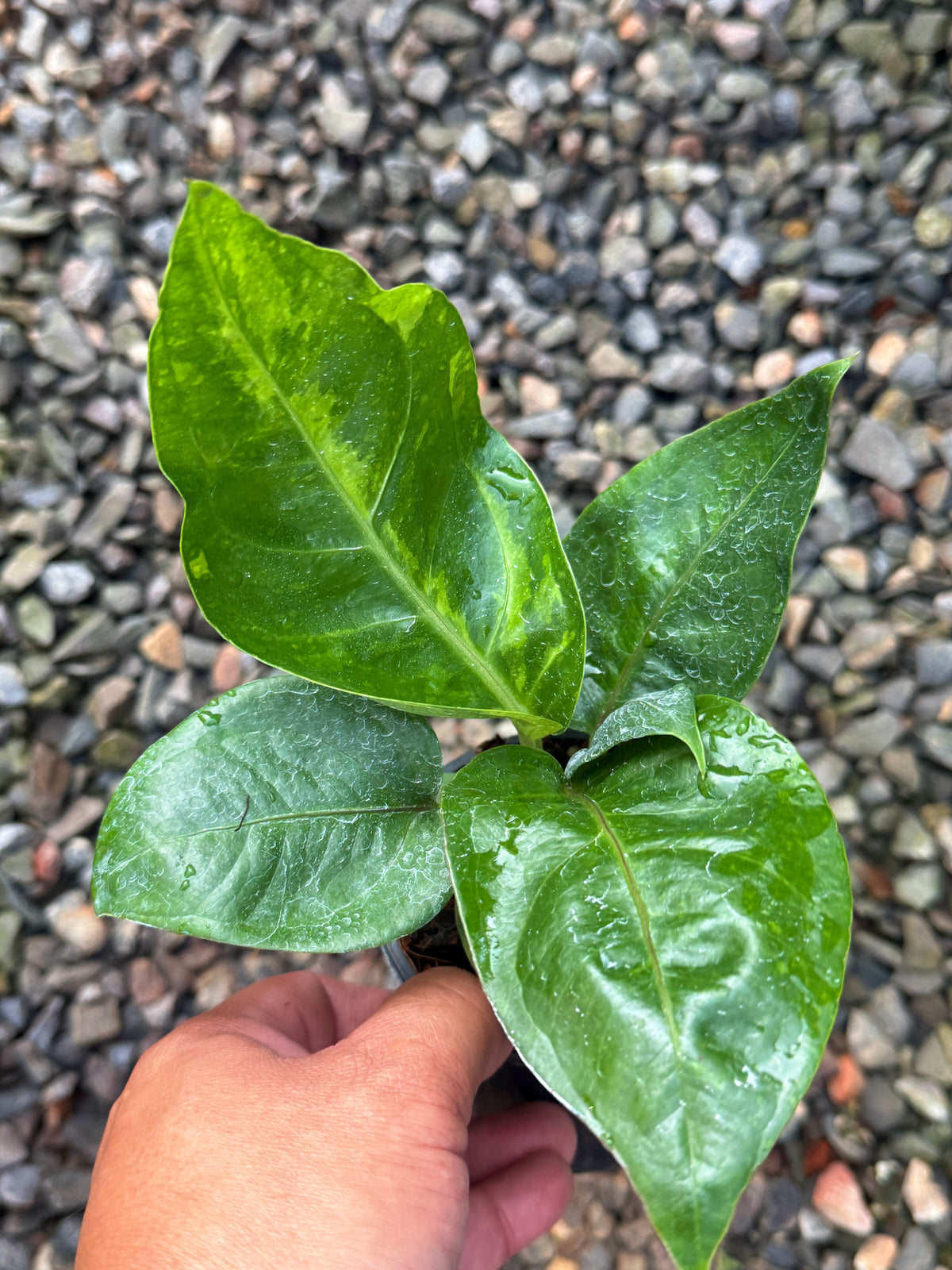 Anthurium Hookeri Variegata No.3 V69