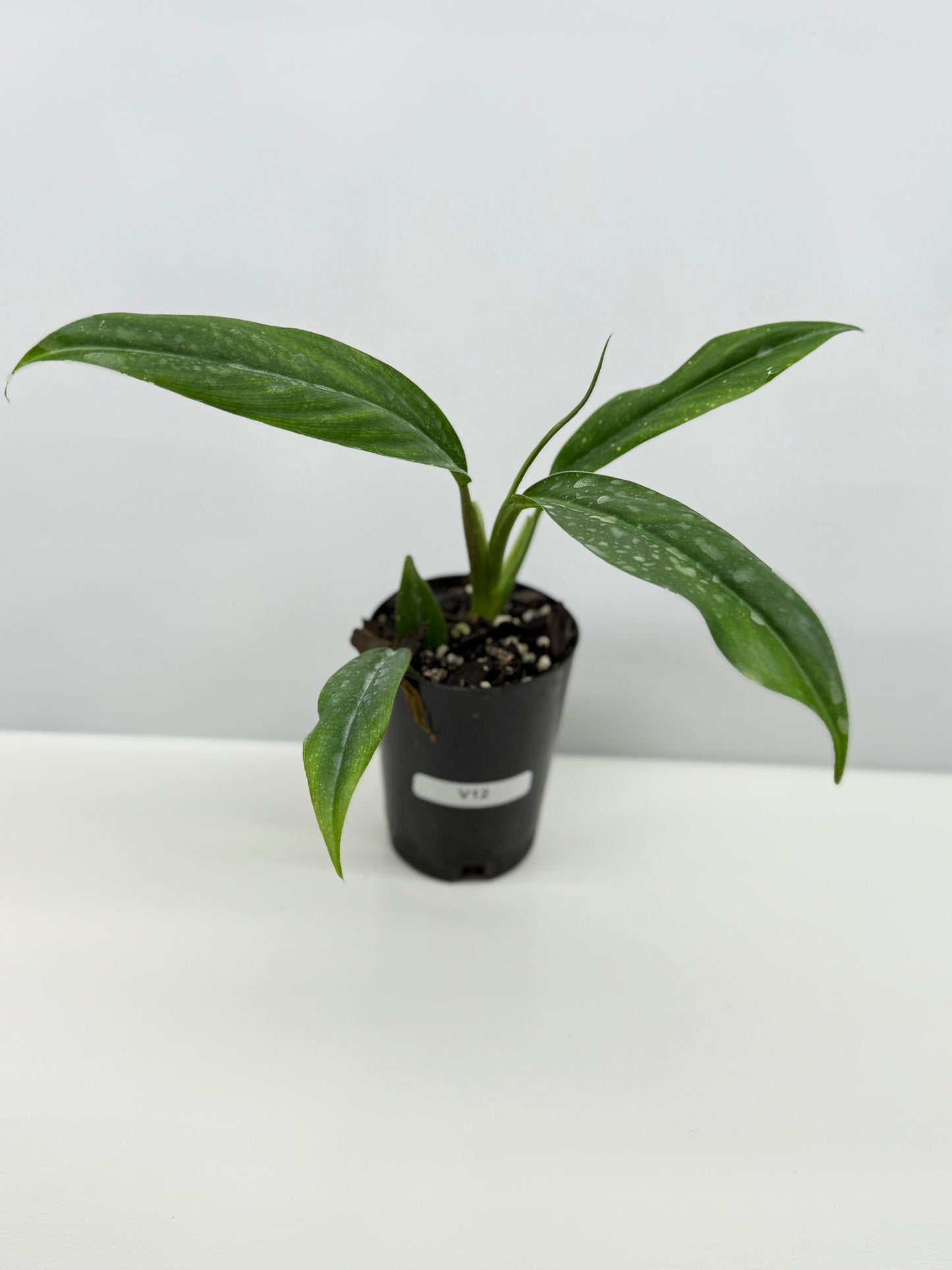 Philodendron barrosoanum V12