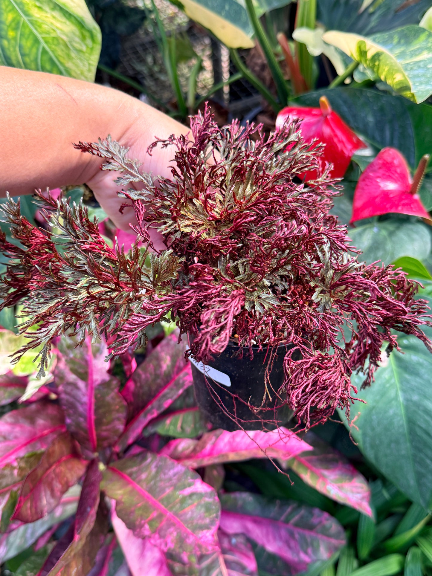 Selaginella 'Club Moss' M37