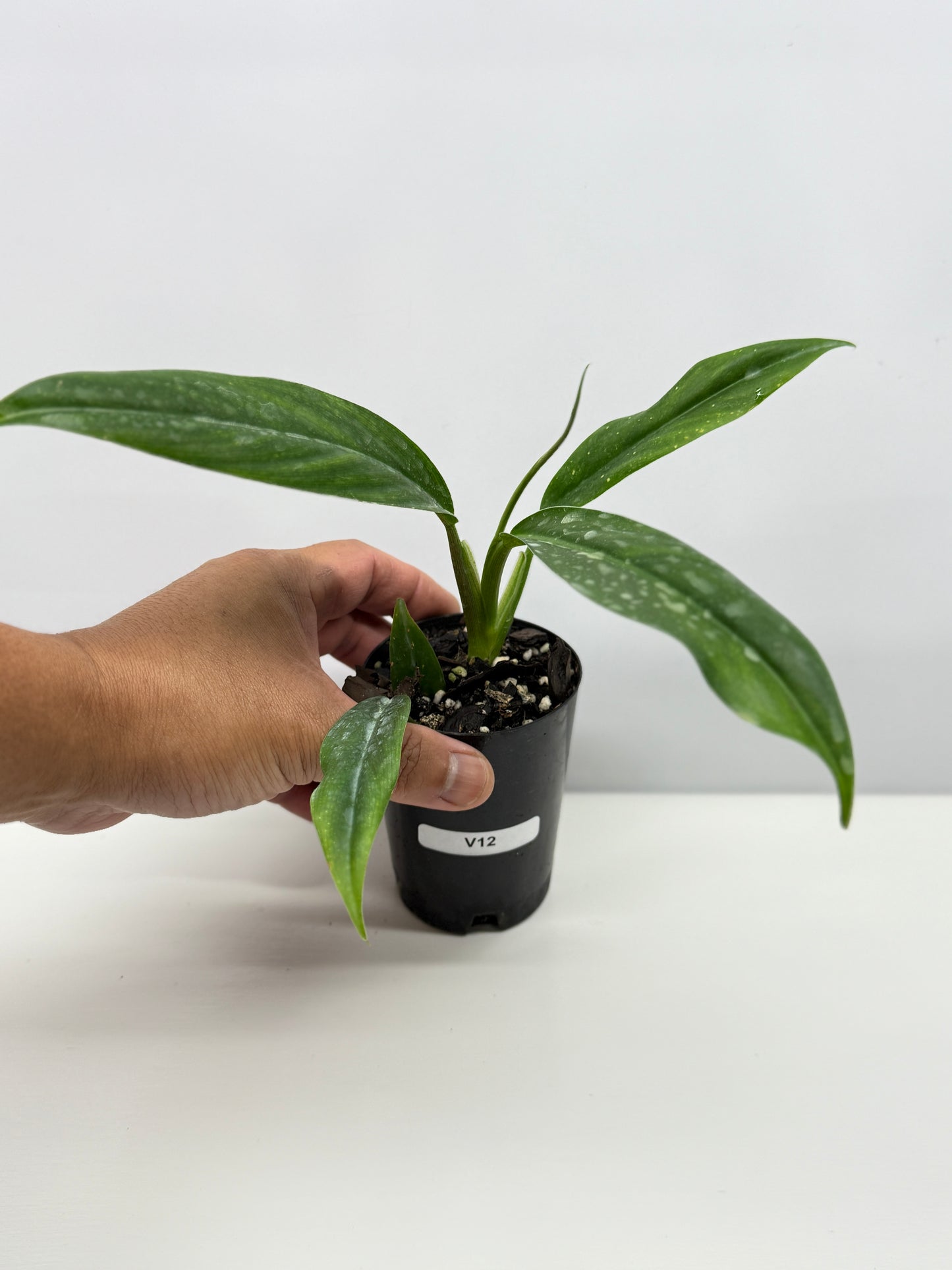 Philodendron barrosoanum V12