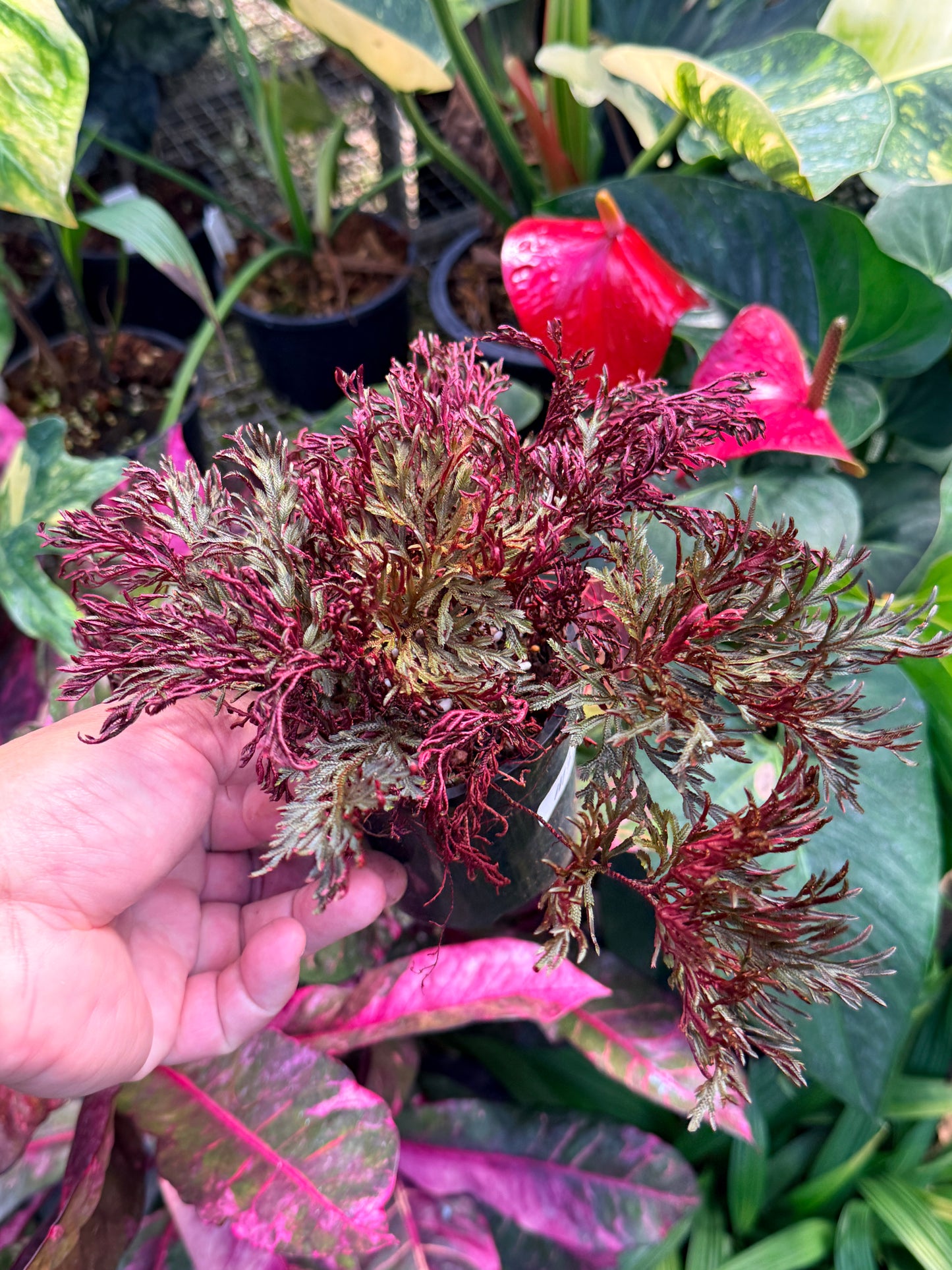 Selaginella 'Club Moss' M37