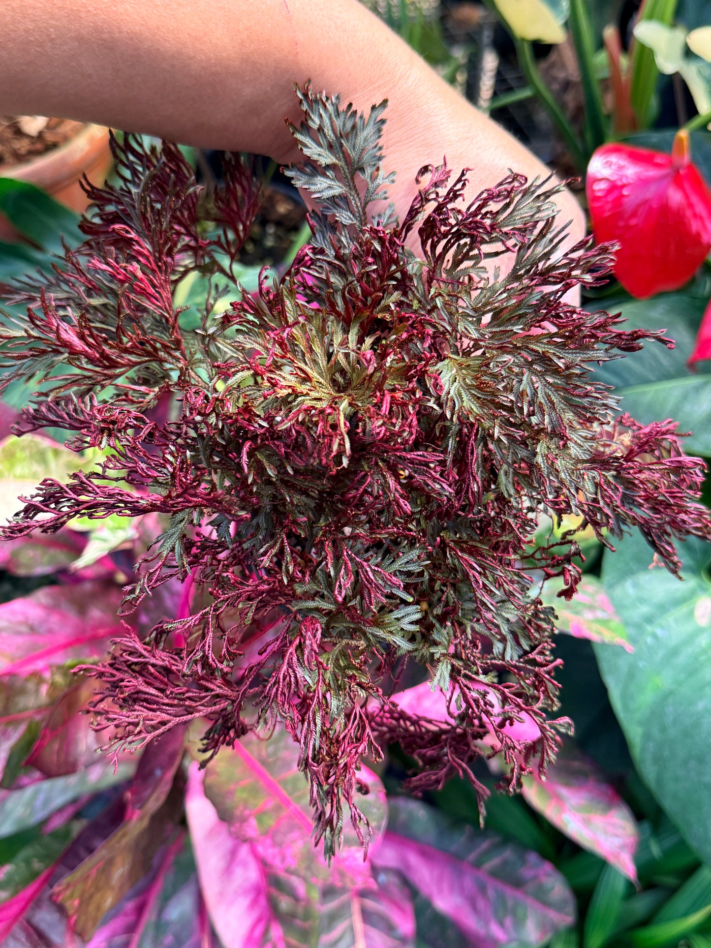 Selaginella 'Club Moss' M37