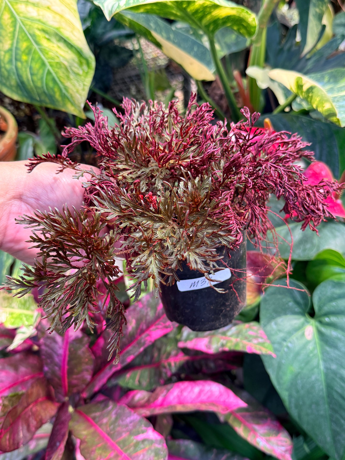 Selaginella 'Club Moss' M37