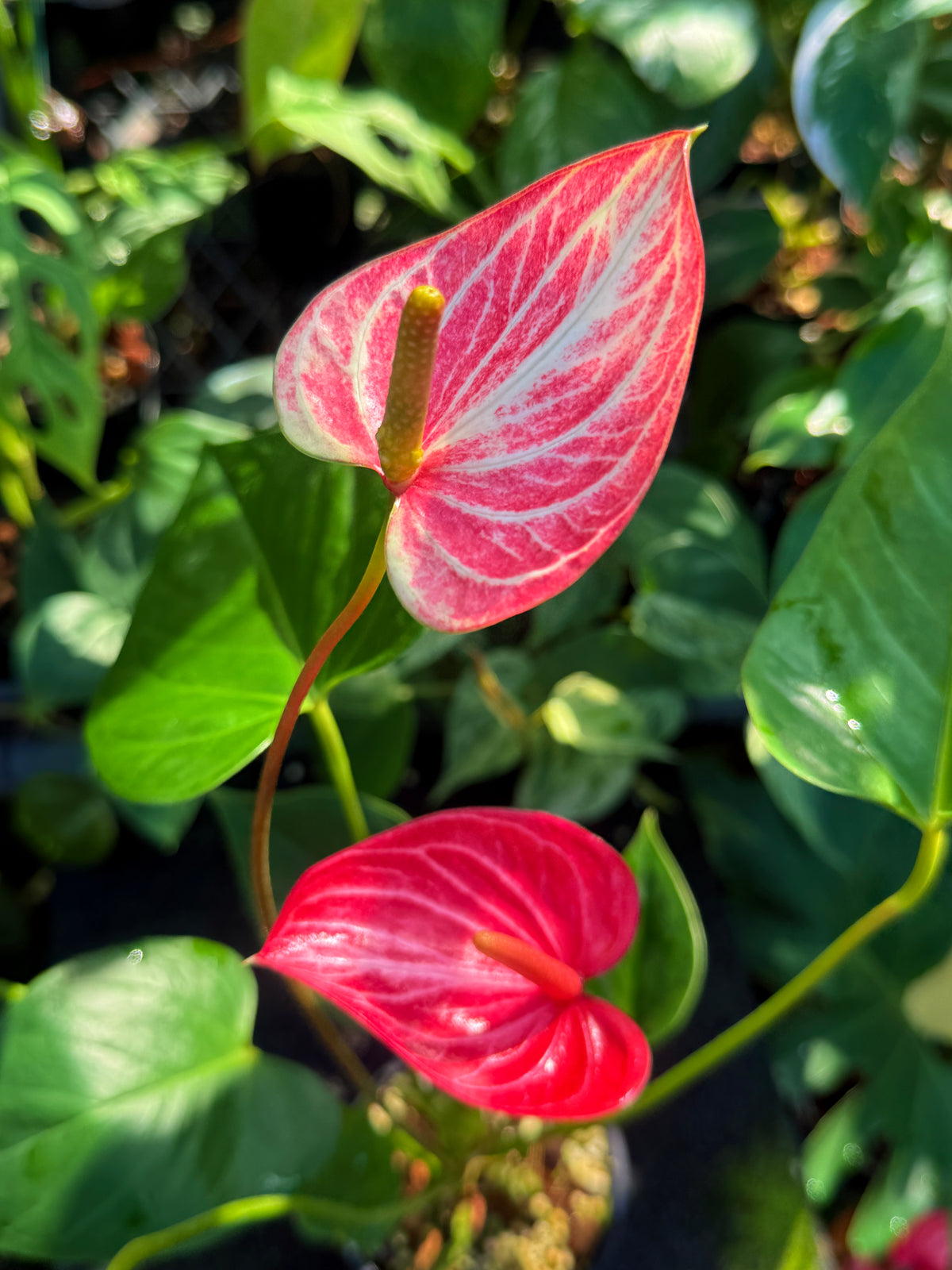 Anthurium 'Livium Ruby' R41