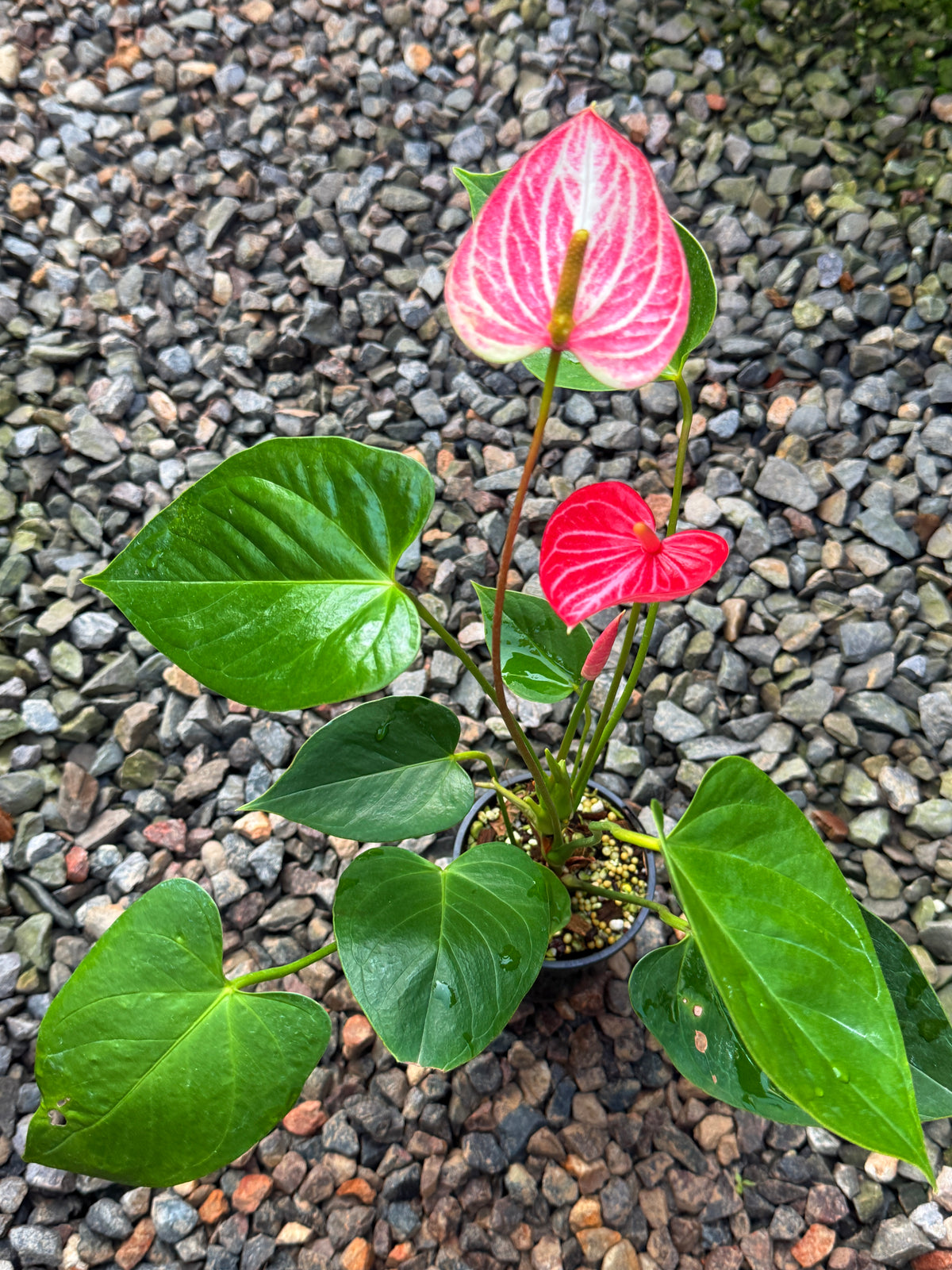Anthurium 'Livium Ruby' R41