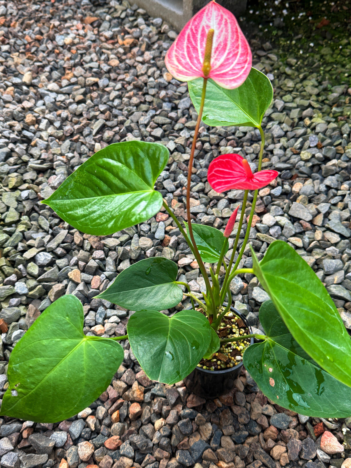 Anthurium 'Livium Ruby' R41