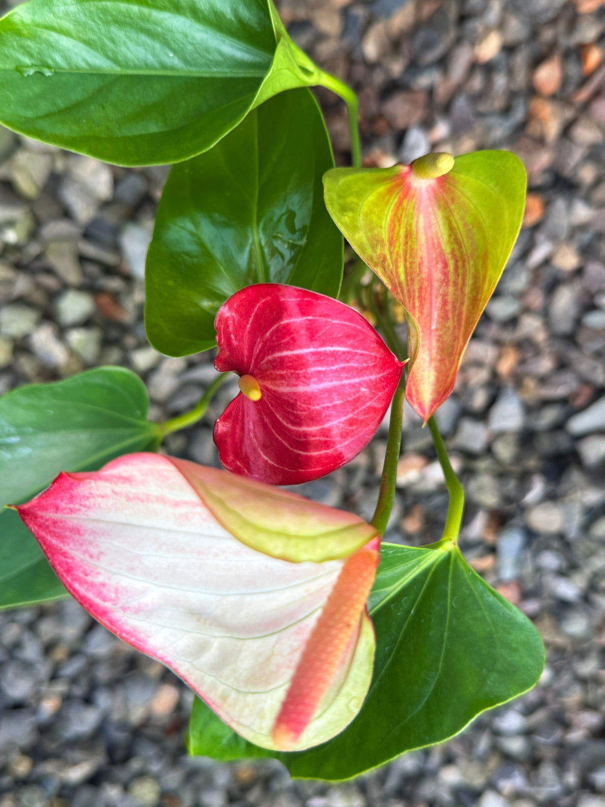 Anthurium 'Livium Ruby' V59
