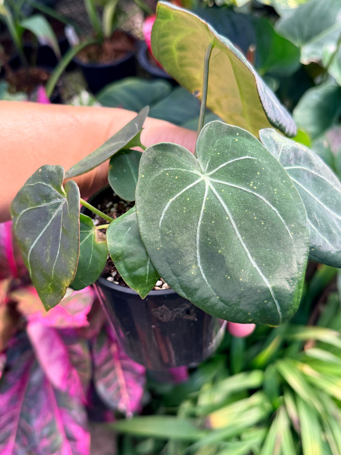 Anthurium Hybrid M39