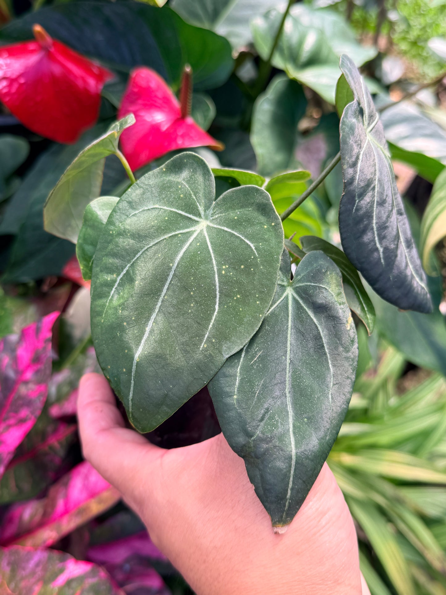 Anthurium Hybrid M39
