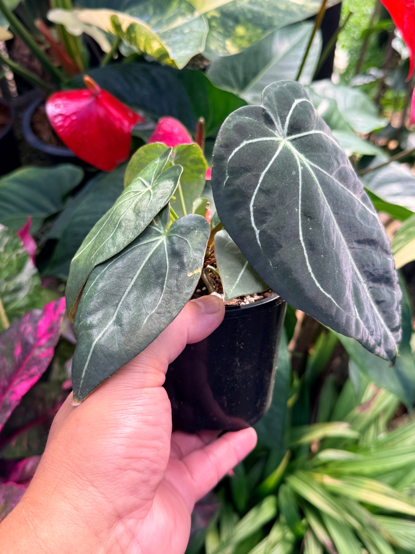 Anthurium Hybrid M39