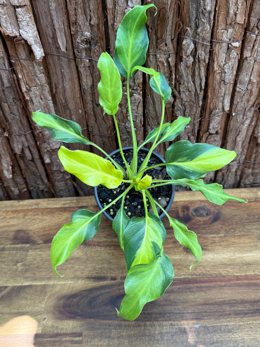 Thaumatophyllum (Prev. Philodendron) Xanadu variegata G59