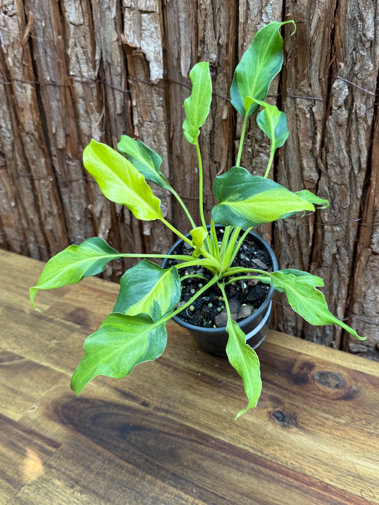 Thaumatophyllum (Prev. Philodendron) Xanadu variegata G59