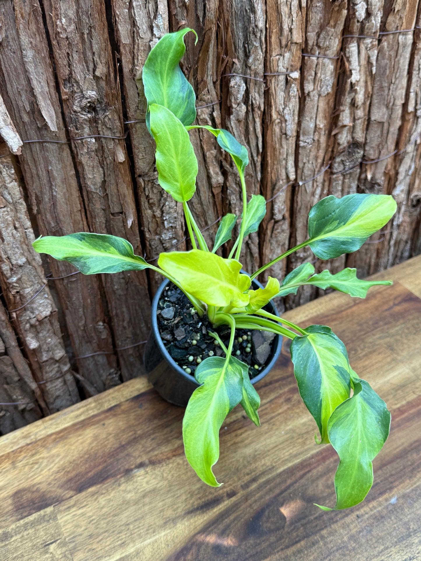 Thaumatophyllum (Prev. Philodendron) Xanadu variegata G59