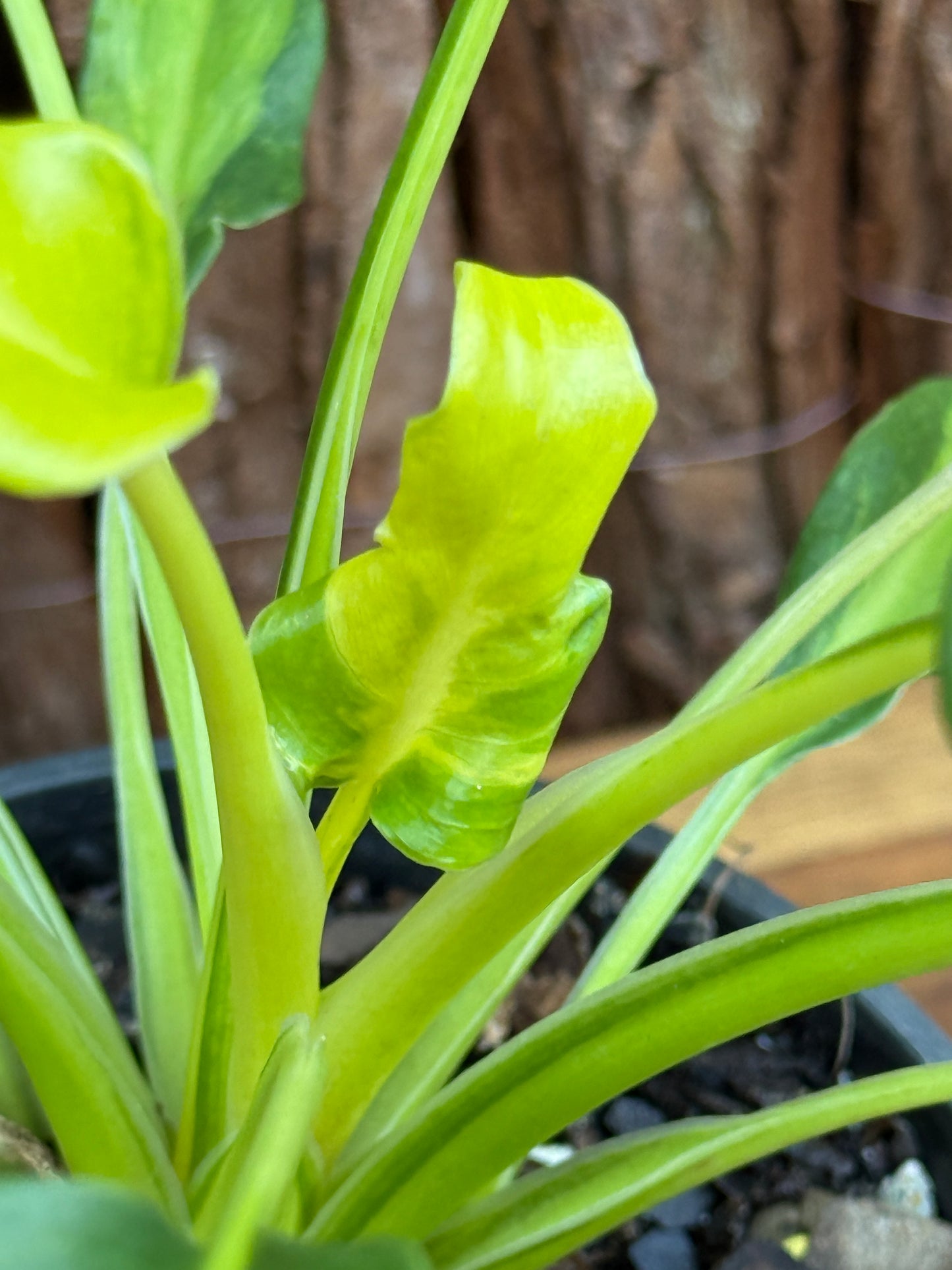 Thaumatophyllum (Prev. Philodendron) Xanadu variegata G59