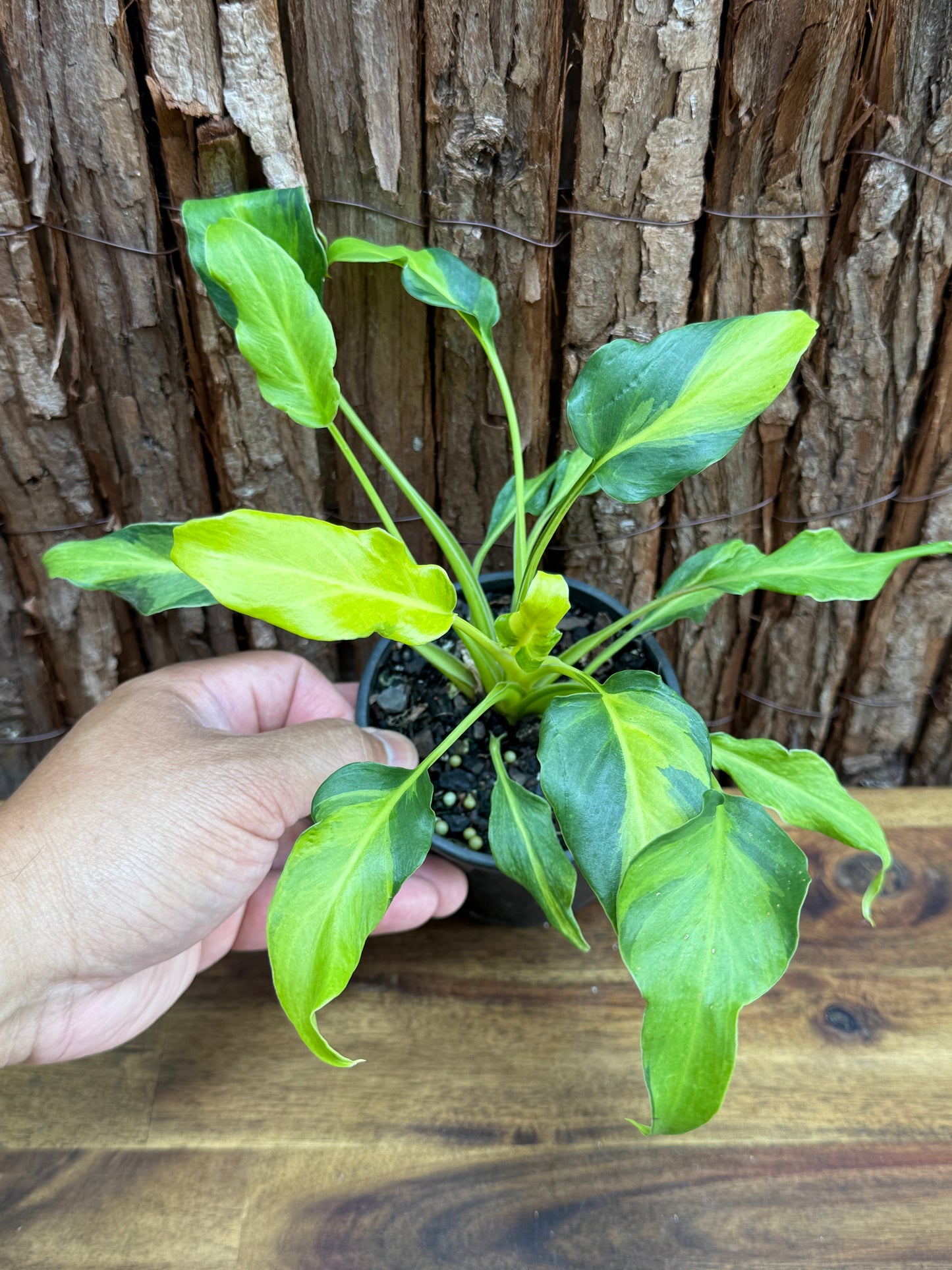 Thaumatophyllum (Prev. Philodendron) Xanadu variegata G59