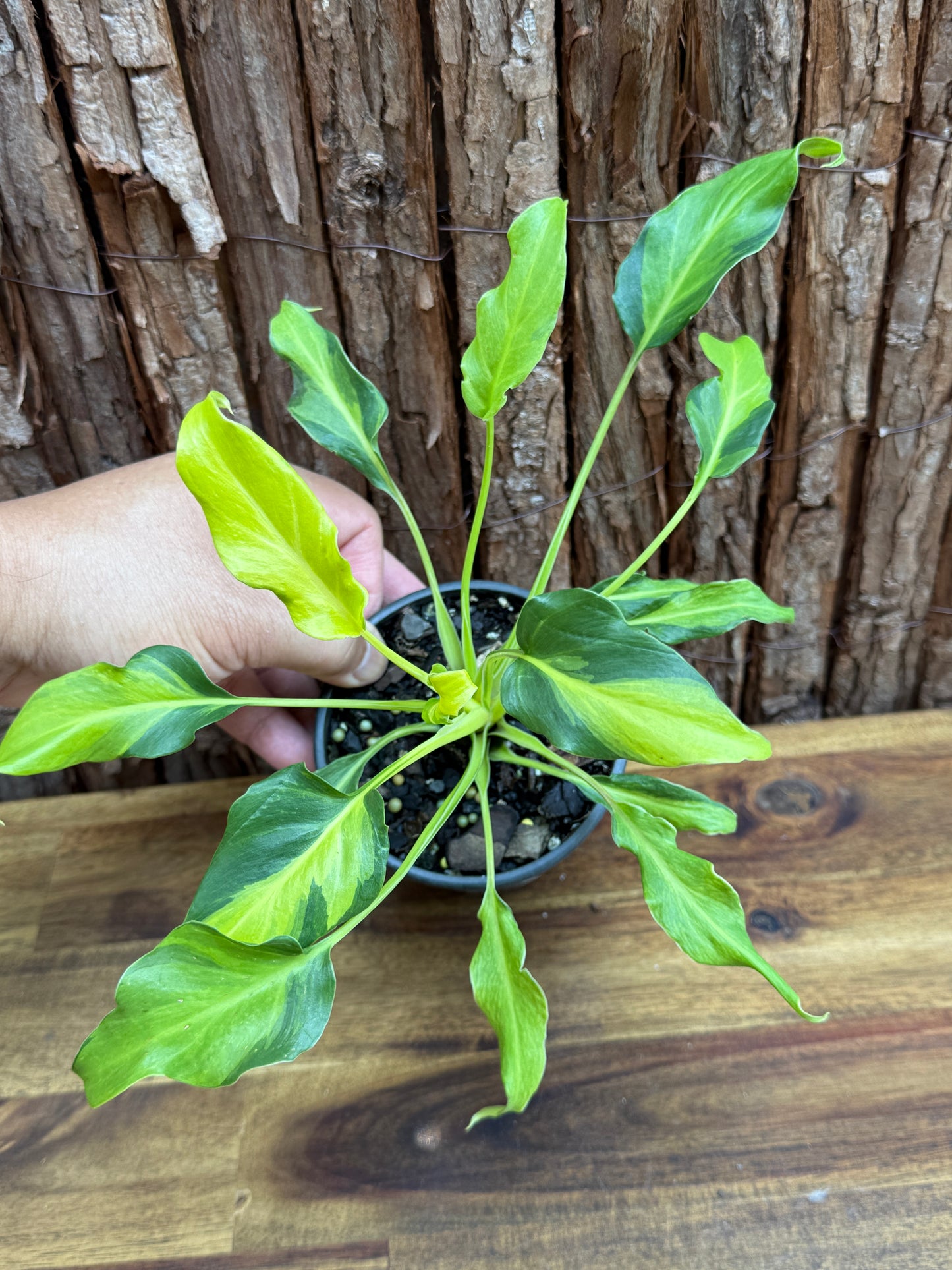 Thaumatophyllum (Prev. Philodendron) Xanadu variegata G59