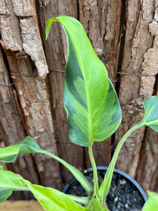 Thaumatophyllum (Prev. Philodendron) Xanadu variegata G60